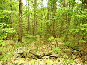 L9 Province Road Barnstead, NH 03218 - Photo 1 of 2
