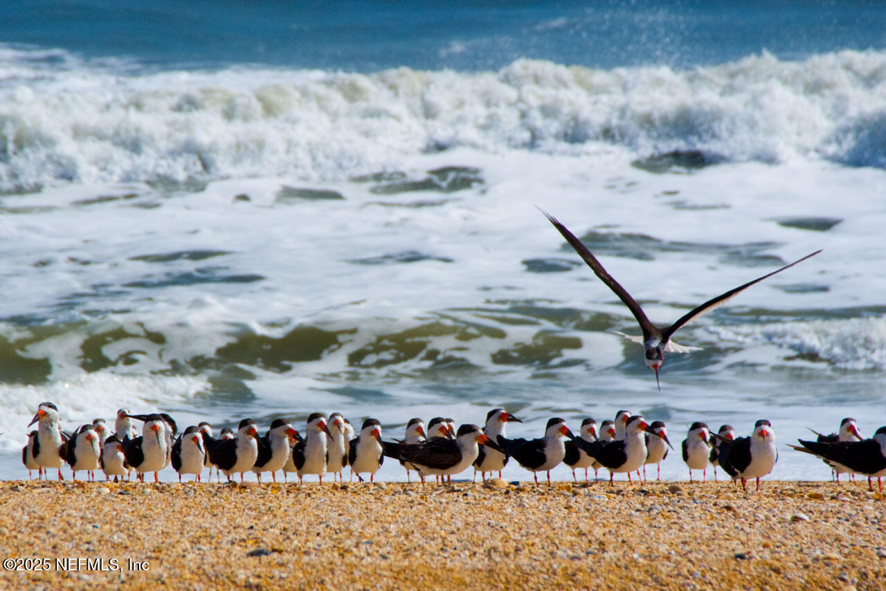 113 Mohegan Road St. Augustine, FL 32086 - Photo 53 of 56 050-StAug-Bird copy