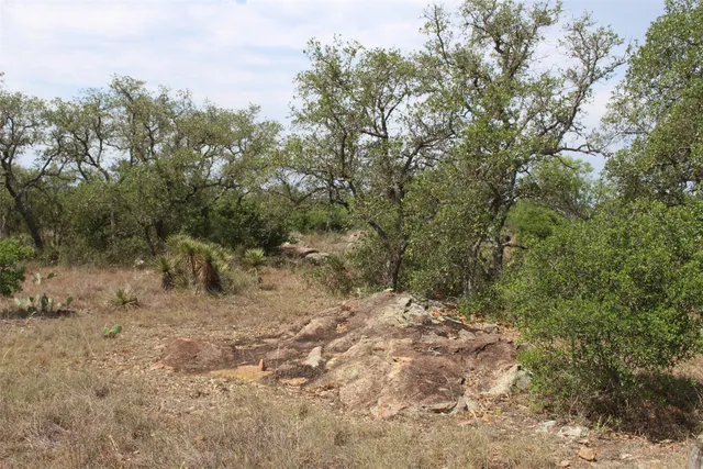a view of a forest with trees in the background