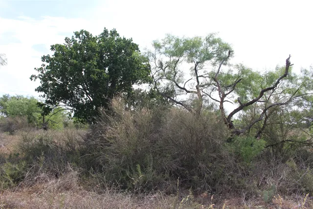 a view of a forest with a tree