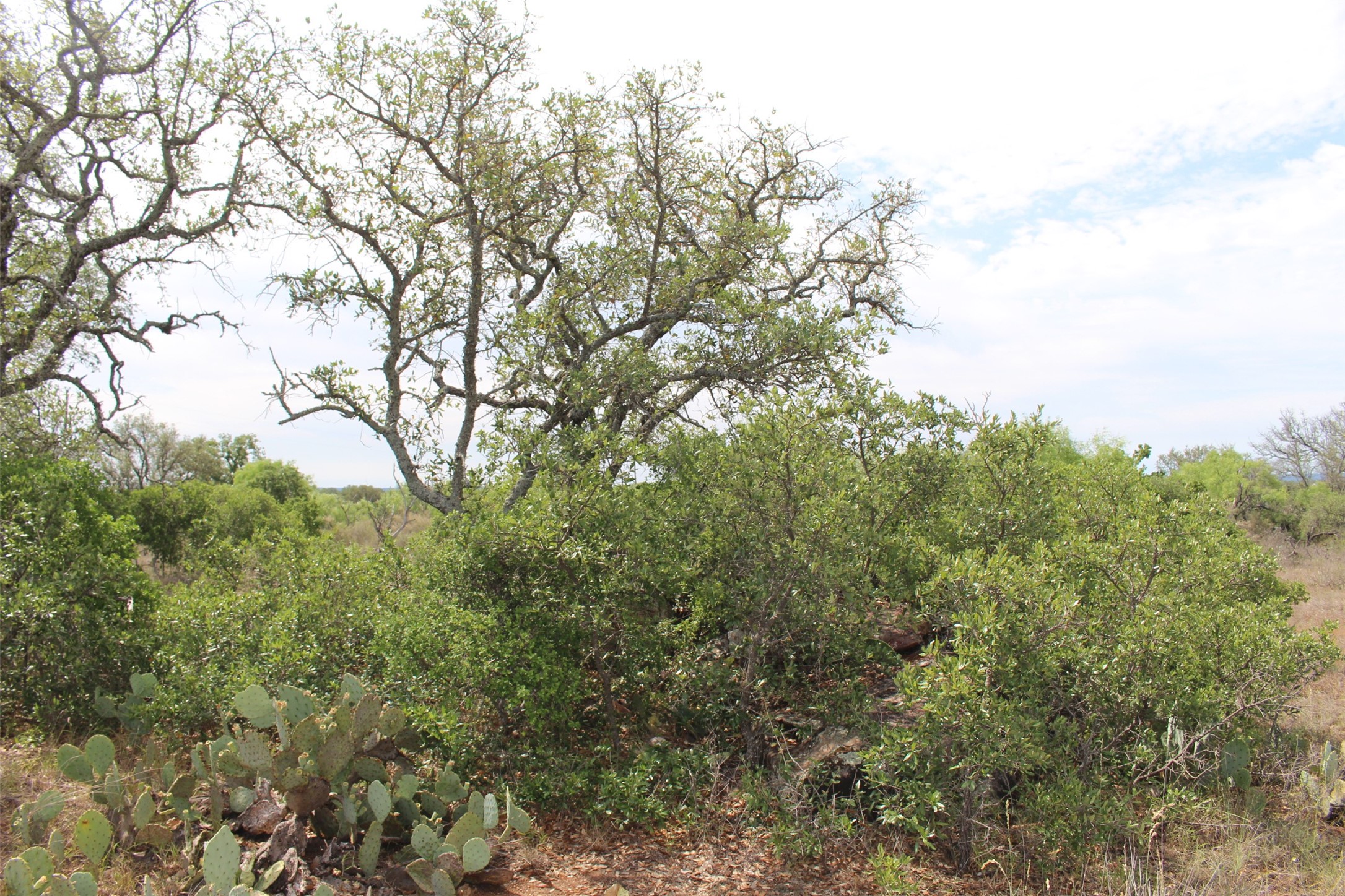 0 Tx-29 Highway Llano, TX 78643 - Photo 8 of 18 a view of a yard with a tree