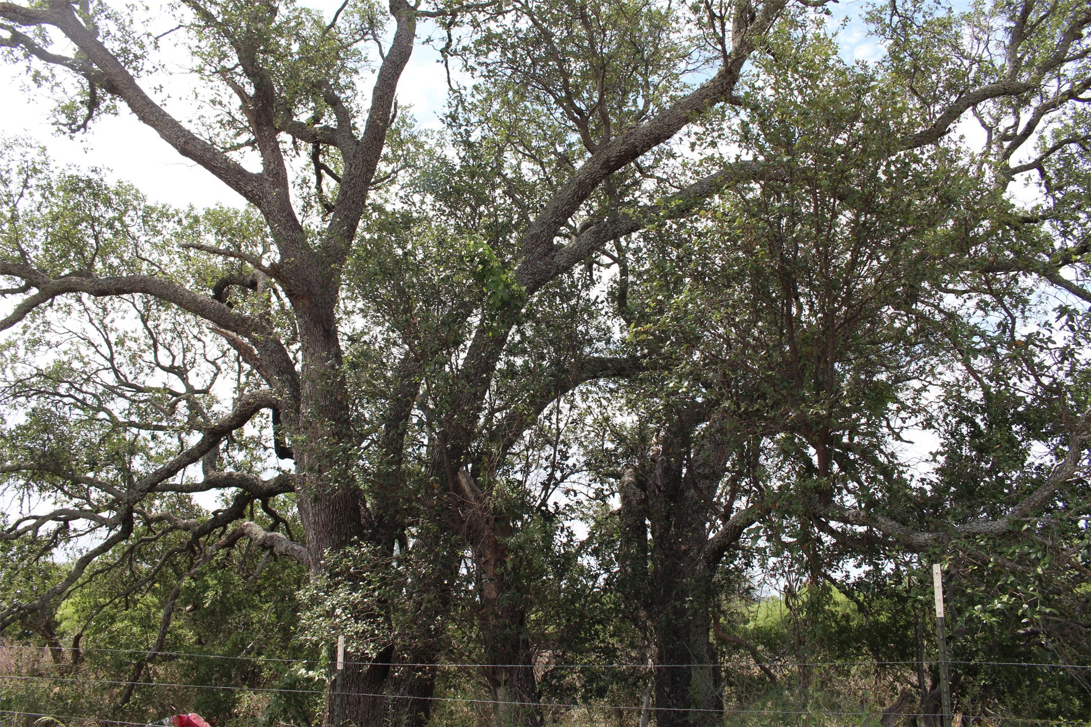 0 Tx-29 Highway Llano, TX 78643 - Photo 9 of 18 a view of tree