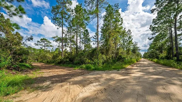 a view of a yard with plants and large trees