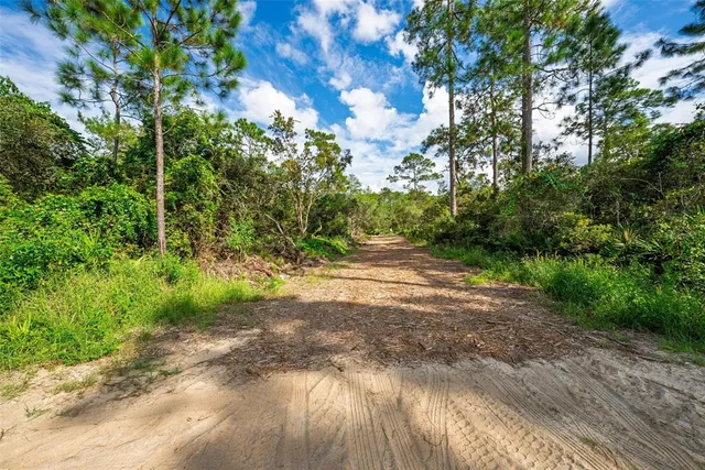 a view of a yard with plants and large trees