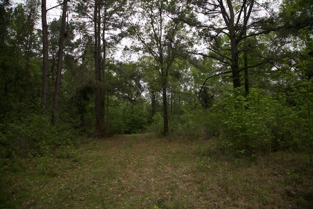258 Hearne Road Corrigan, TX 75939 - Photo 5 of 7