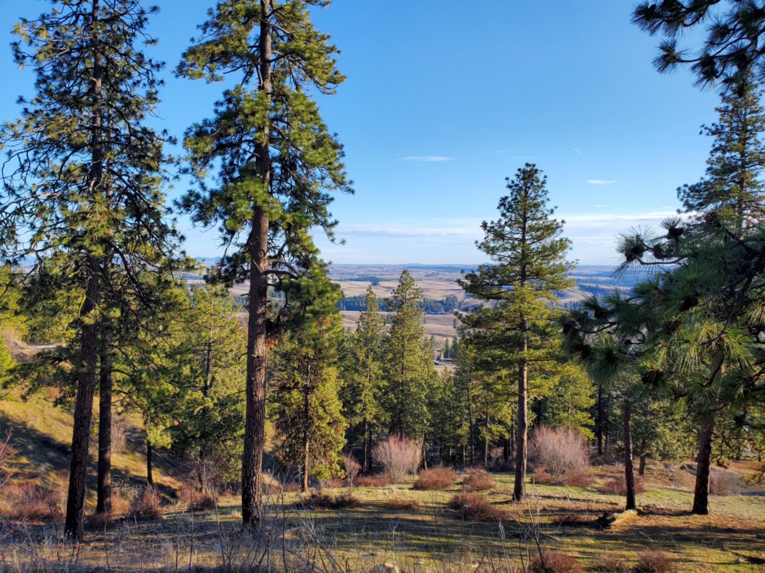 65-xx East Big Rock Road Spokane, WA 99223 - Photo 3 of 8 Gallery Image 3