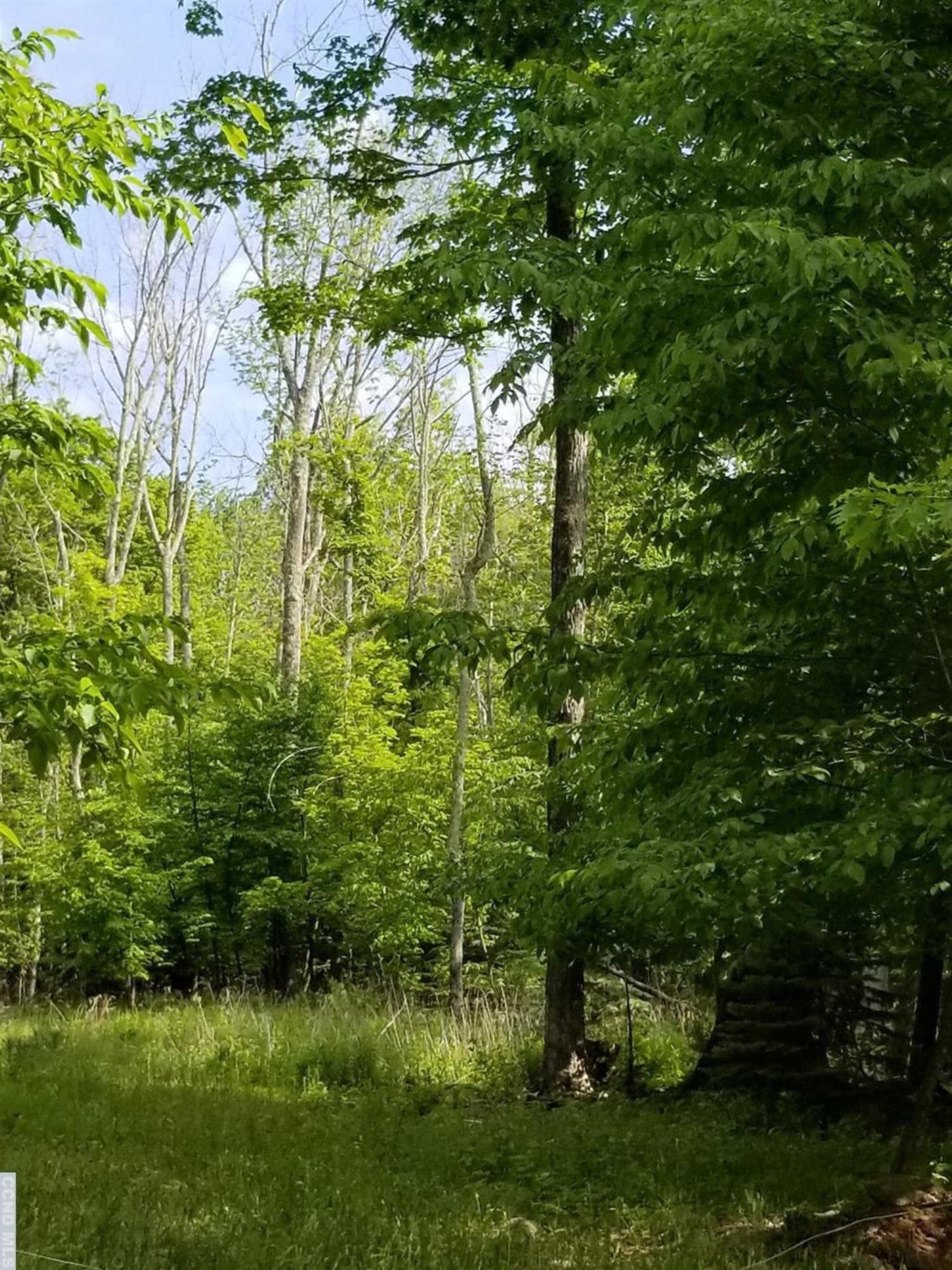 0 Zinno Road Windham, NY 12496 - Photo 11 of 13 Photo 11