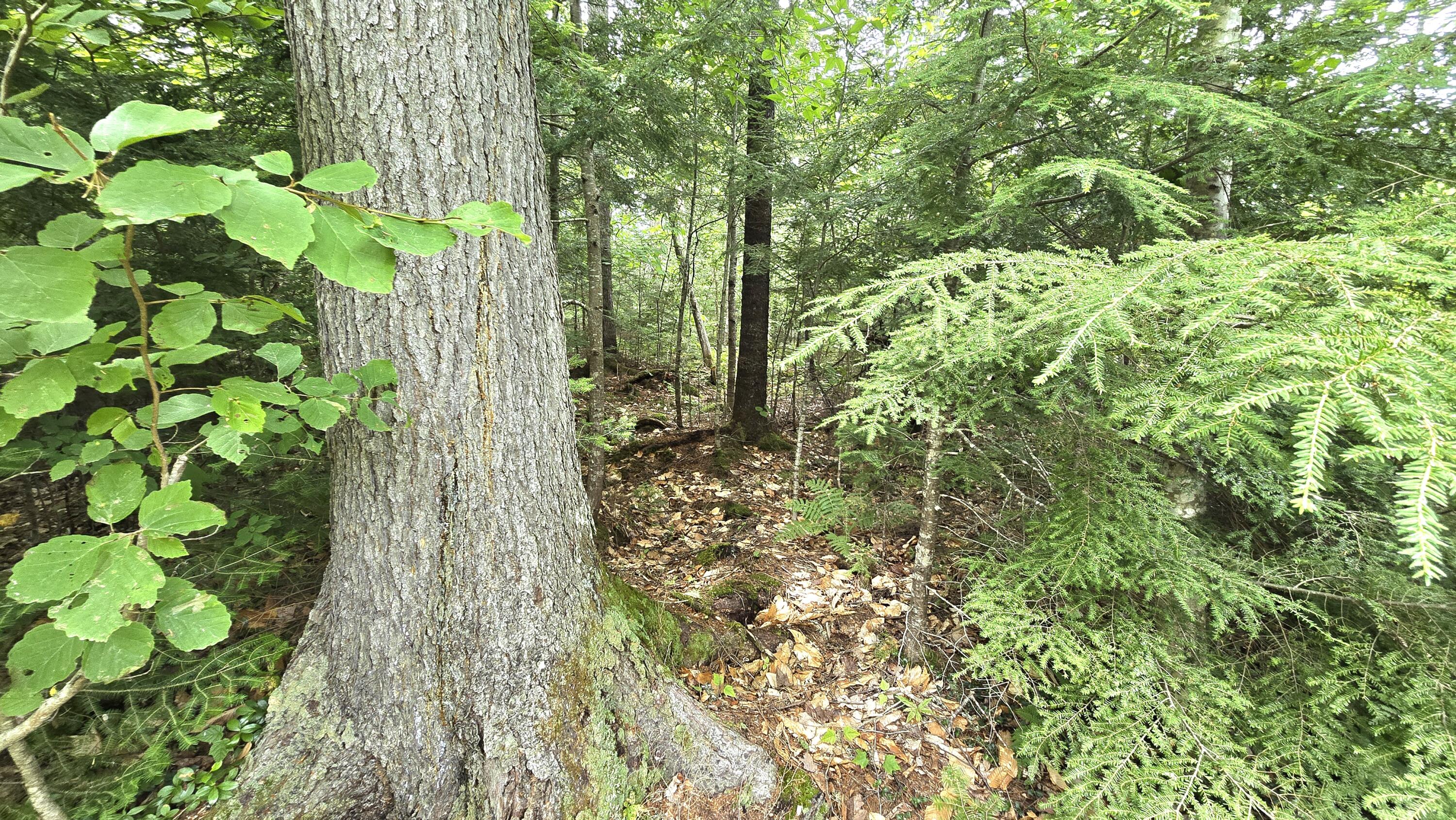 106 Cedar Lake Road Millinocket, ME 04462 - Photo 35 of 37 20250721_122040