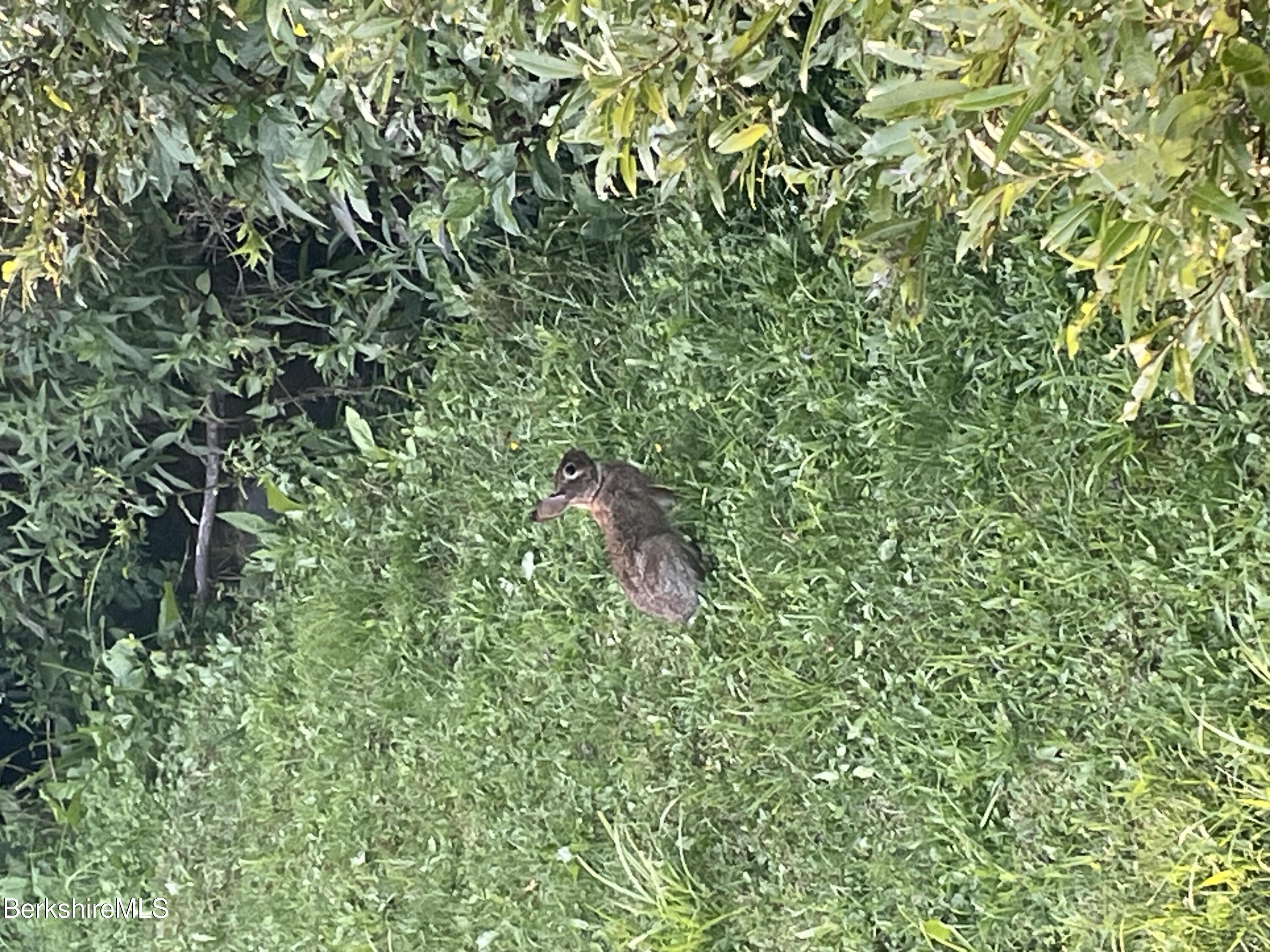 14 Blotz Road Washington, MA 01223 - Photo 24 of 28 a backyard of a house with lots of green space