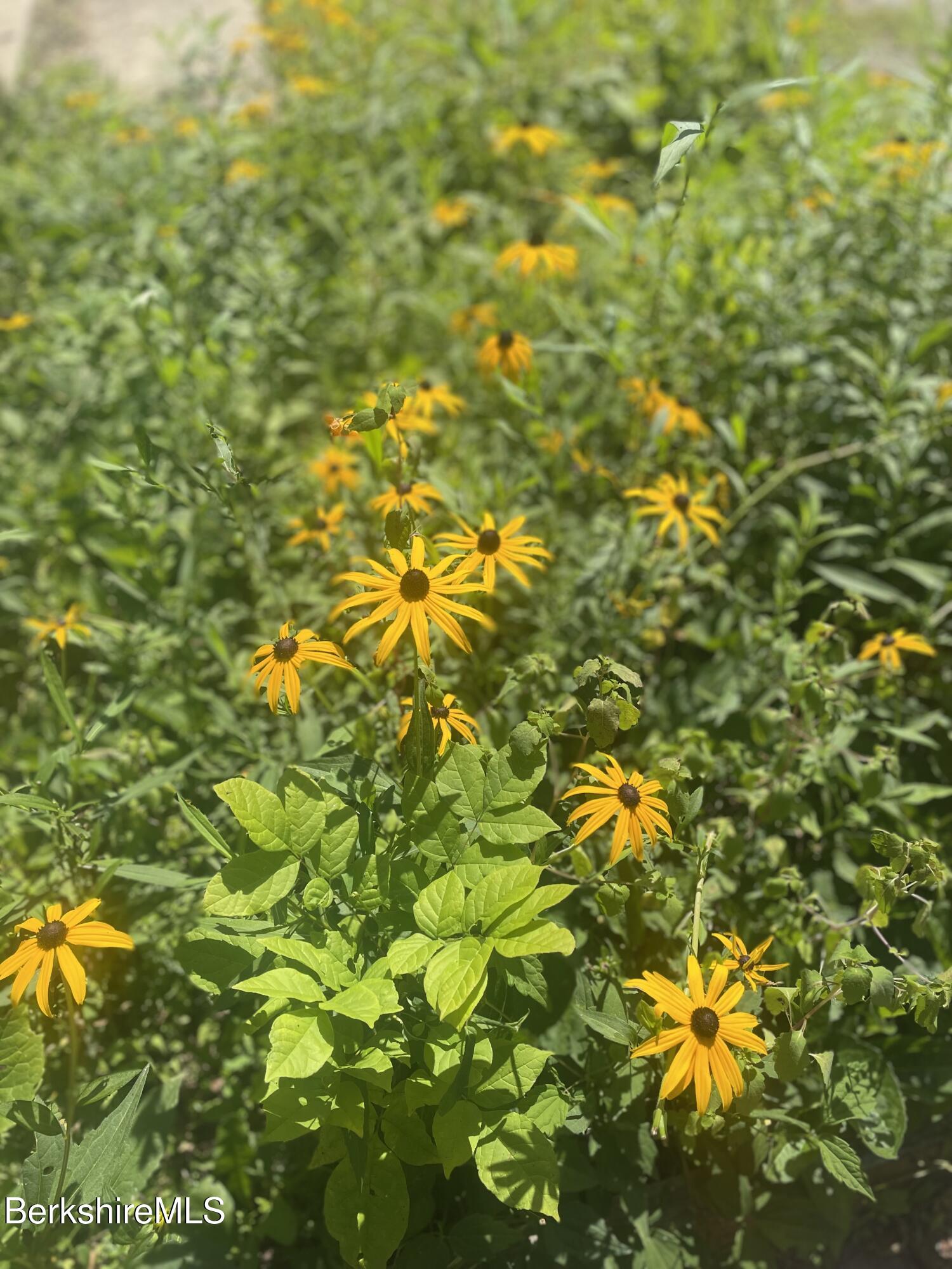 14 Blotz Road Washington, MA 01223 - Photo 25 of 28 a view of a tree