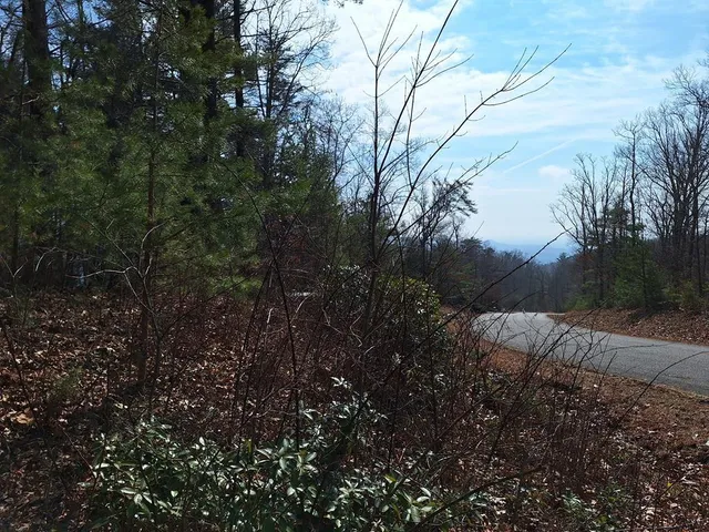 a view of a forest filled with trees