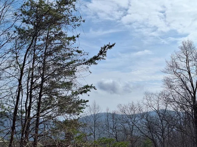 a view of a dry yard with lots of trees
