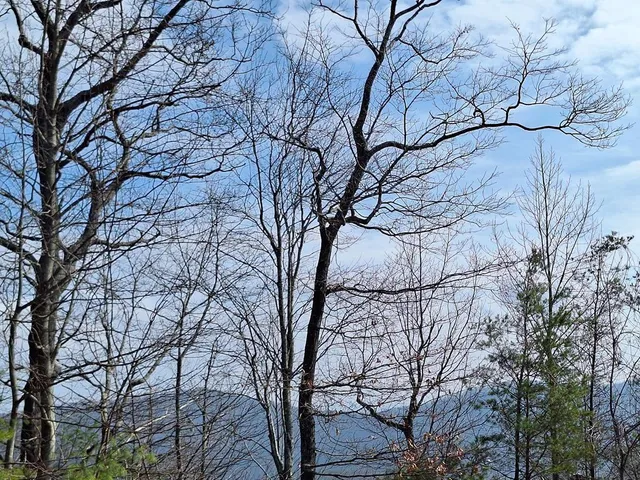 a backyard of a house with lots of trees