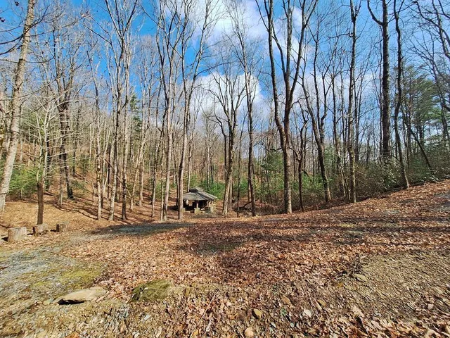 a view of a yard with large trees