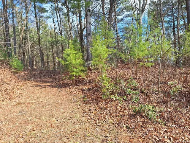a view of a yard with plants and trees