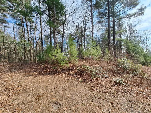 a view of a forest that has large trees