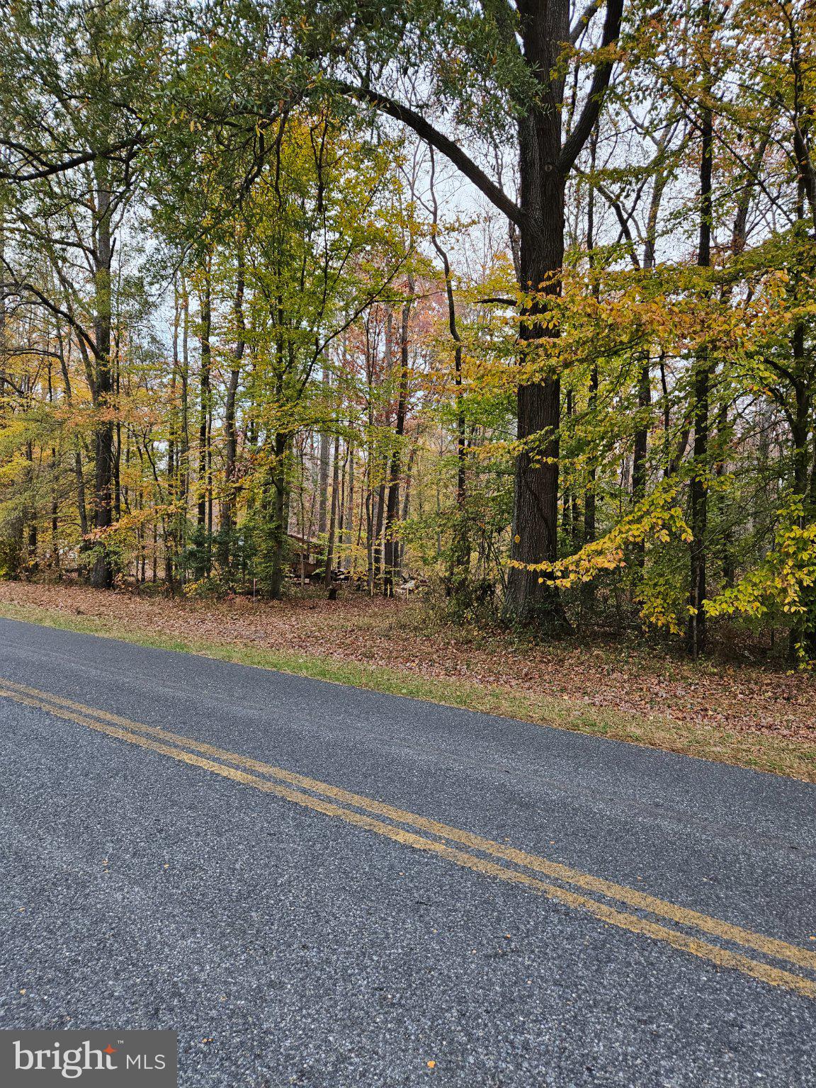 Autumn hues along a quiet road.