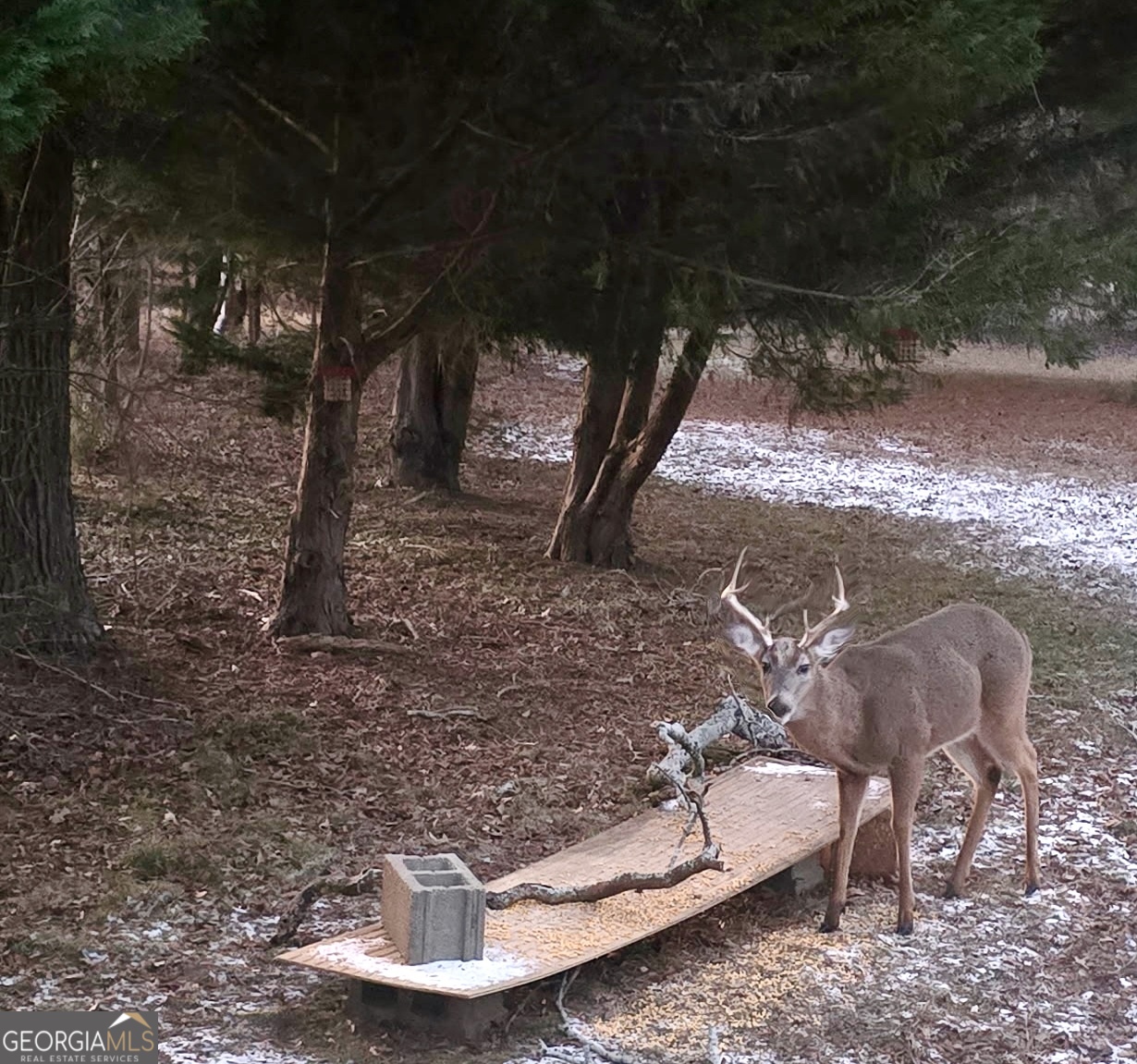 1584 Lexington-Carlton Road Carlton, GA 30627 - Photo 18 of 19