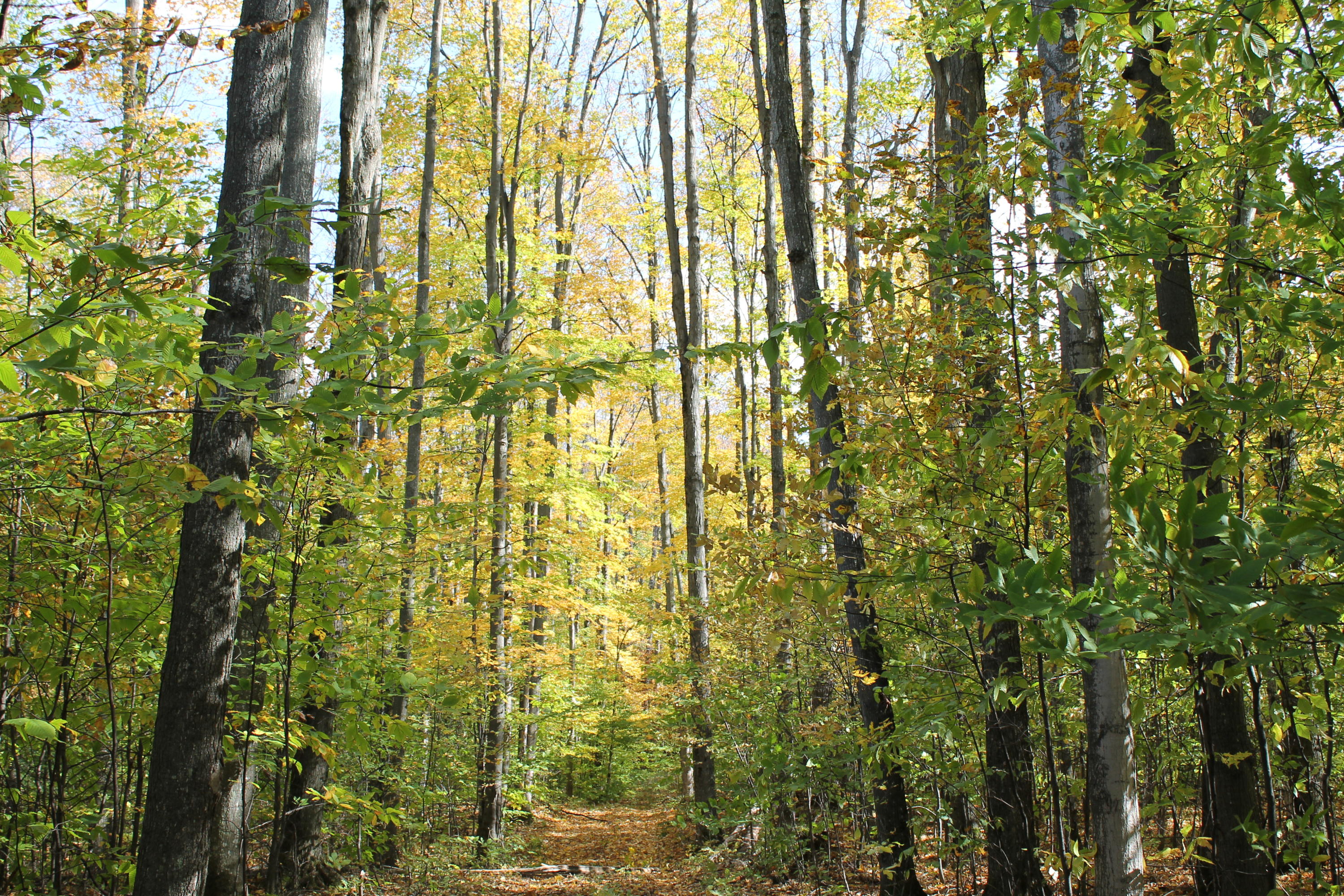 Old State Road Atlanta, MI 49709 - Photo 10 of 11 Gallery Image 10