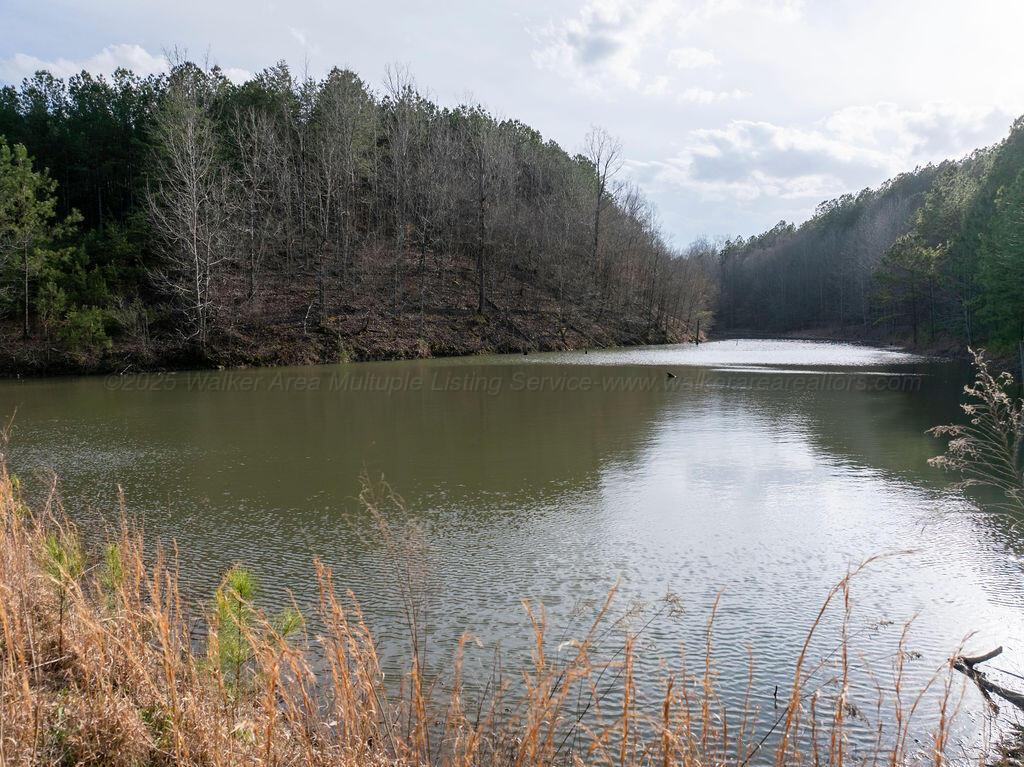 15201 Co Road Carbon Hill, AL 35549 - Photo 1 of 46 Gallery Image 1