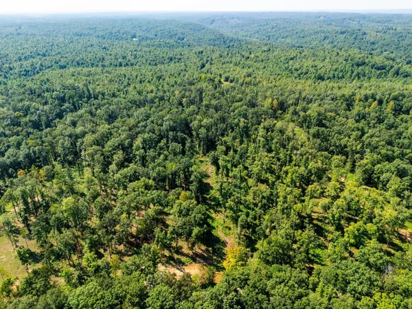 view of a lush green forest with trees in the background