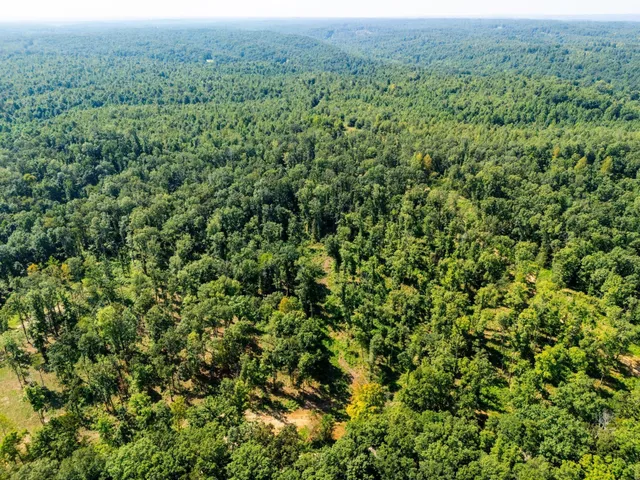 view of a lush green forest with trees in the background