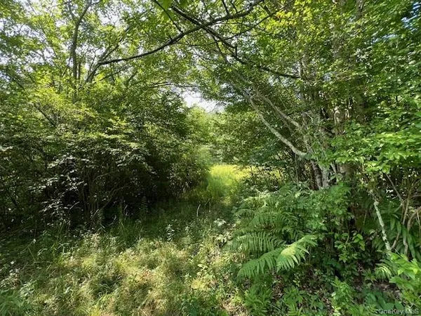 a view of a lush green forest with lots of trees