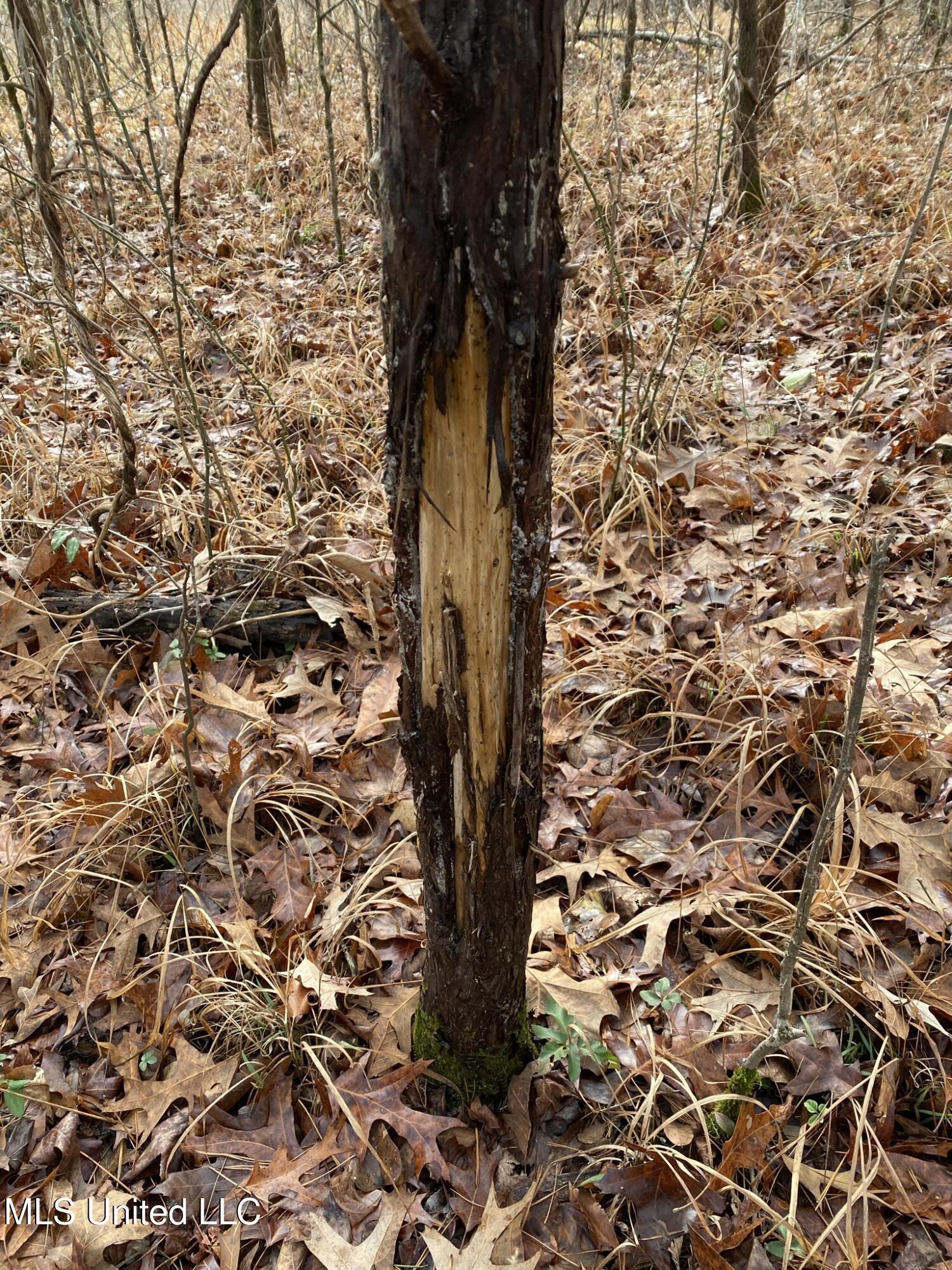 1975 Highway 178 Myrtle, MS 38650 - Photo 183 of 199 IMG_183