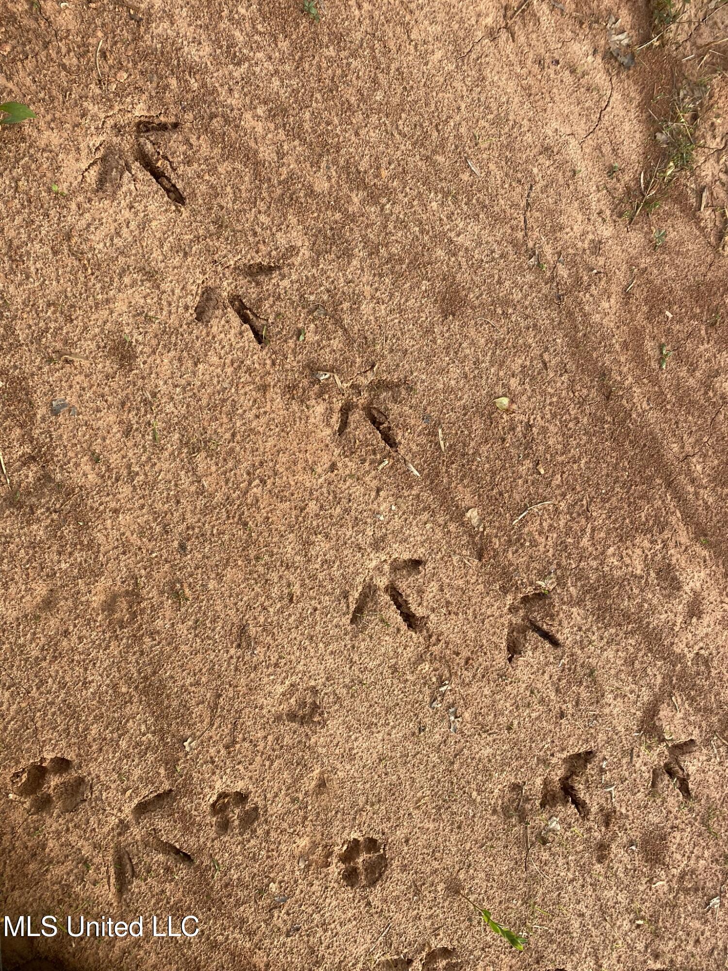 1975 Highway 178 Myrtle, MS 38650 - Photo 184 of 199 IMG_184