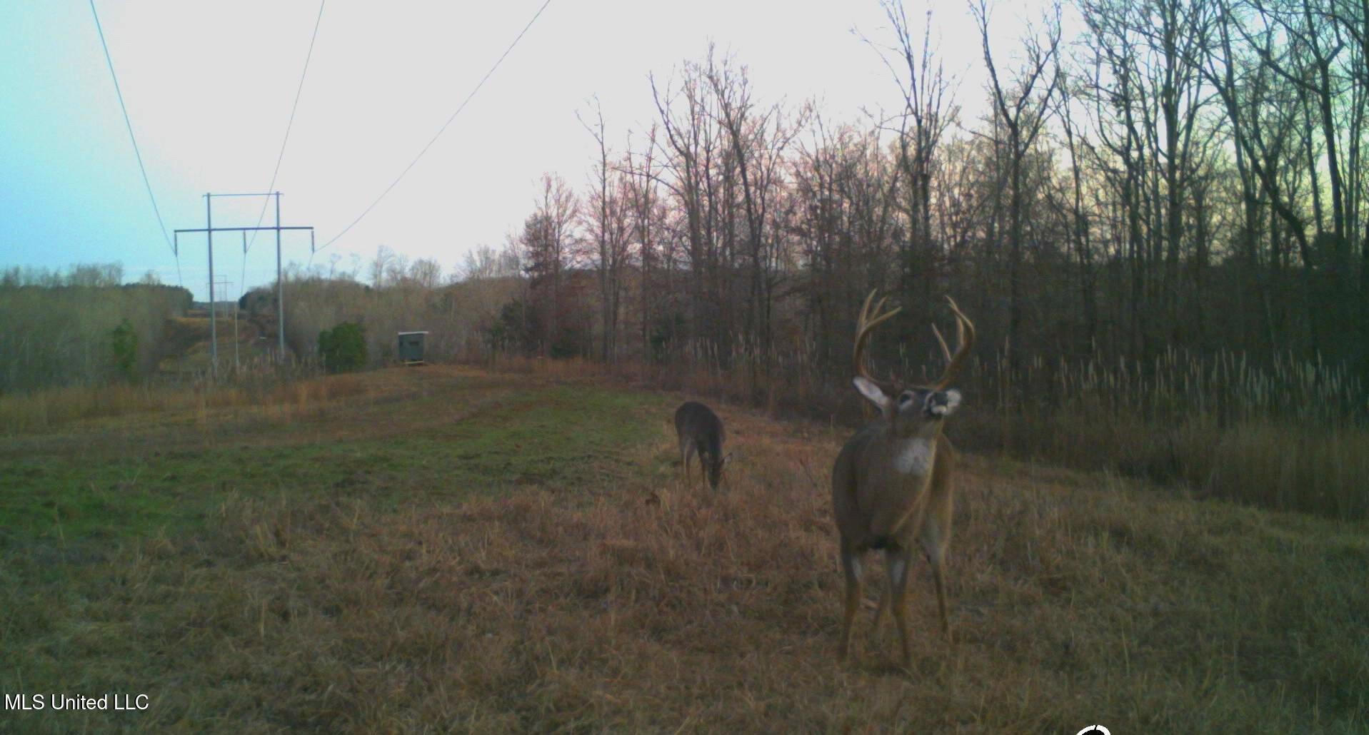 1975 Highway 178 Myrtle, MS 38650 - Photo 186 of 199 IMG_186