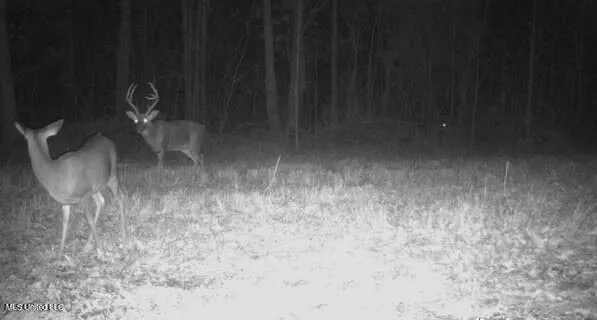 $5,200,000 | 1975 Highway 178, Myrtle, MS 38650