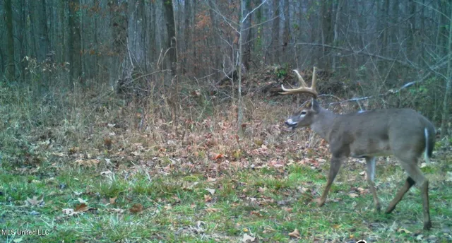 $5,200,000 | 1975 Highway 178, Myrtle, MS 38650