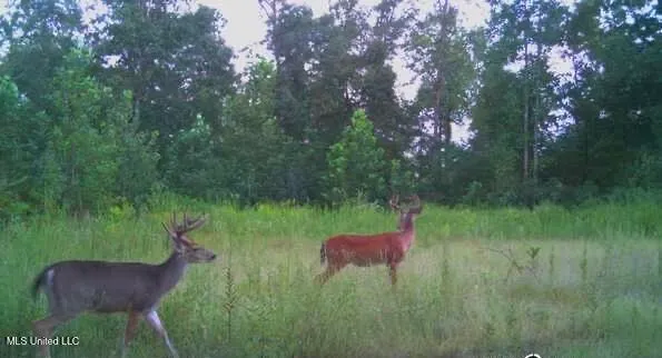 $5,200,000 | 1975 Highway 178, Myrtle, MS 38650