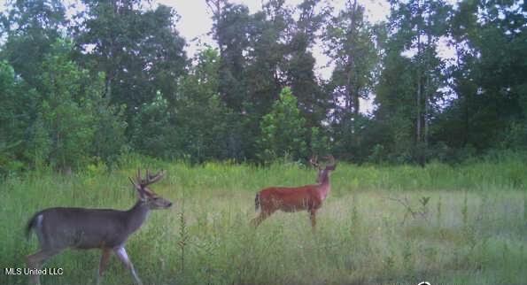 1975 Highway 178 Myrtle, MS 38650 - Photo 189 of 199 IMG_189
