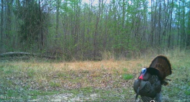 $5,200,000 | 1975 Highway 178, Myrtle, MS 38650