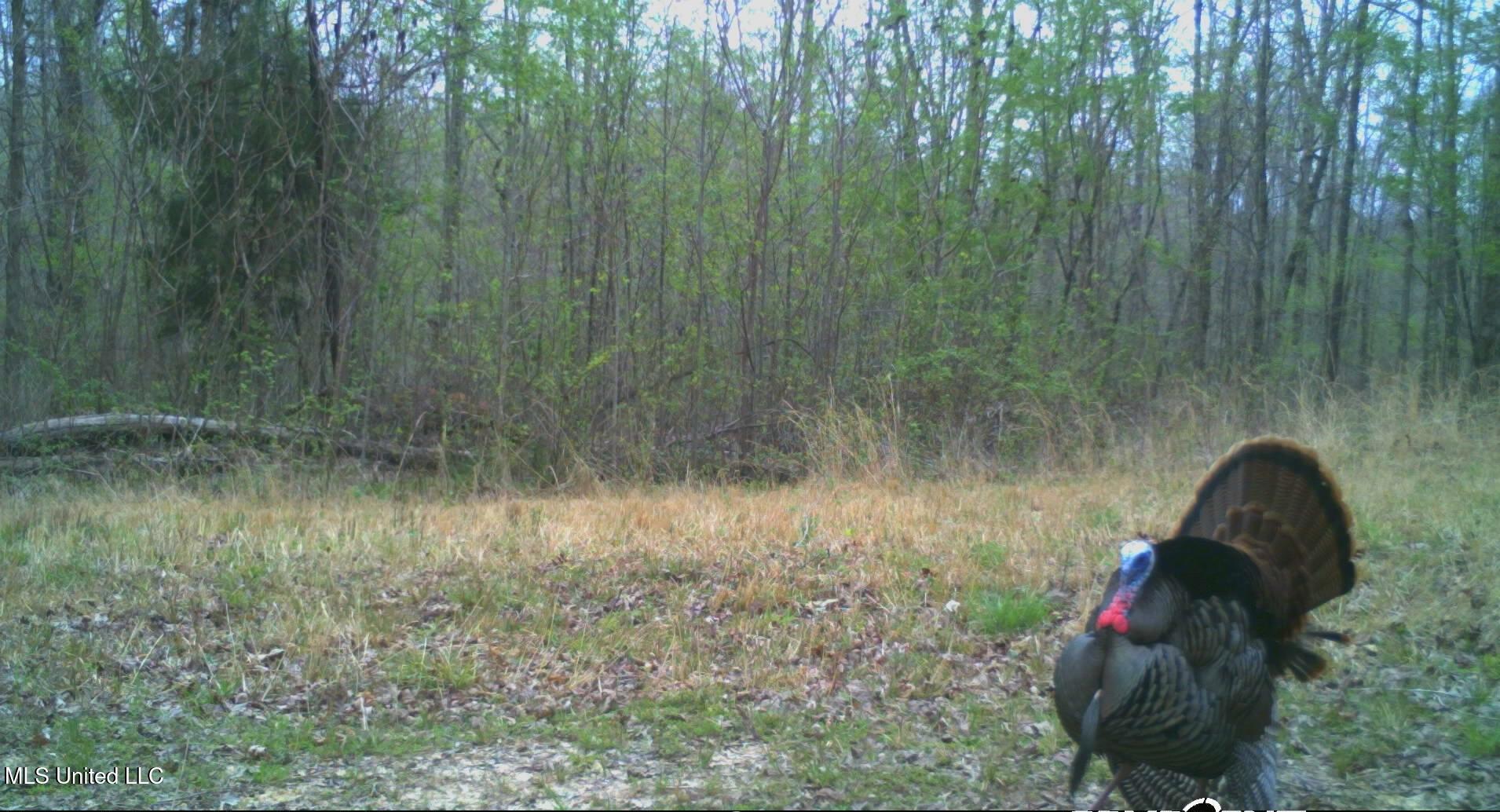 1975 Highway 178 Myrtle, MS 38650 - Photo 190 of 199 IMG_190