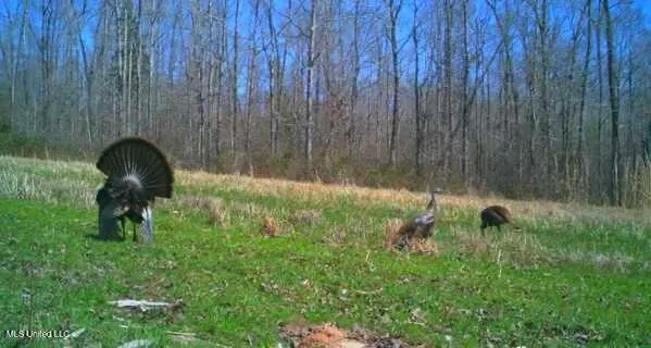 $5,200,000 | 1975 Highway 178, Myrtle, MS 38650