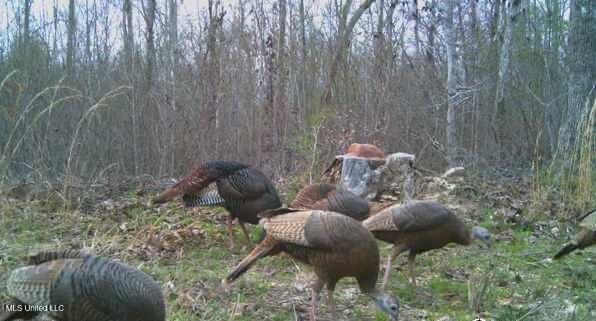 1975 Highway 178 Myrtle, MS 38650 - Photo 192 of 199 IMG_192