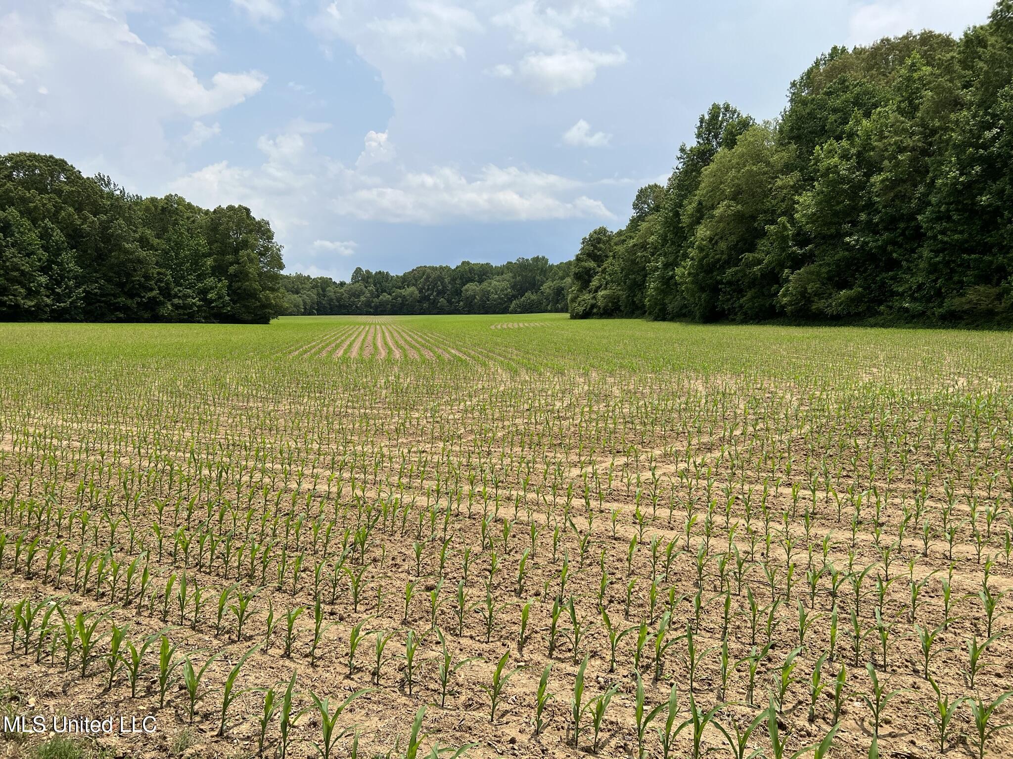 1975 Highway 178 Myrtle, MS 38650 - Photo 37 of 199 IMG_35
