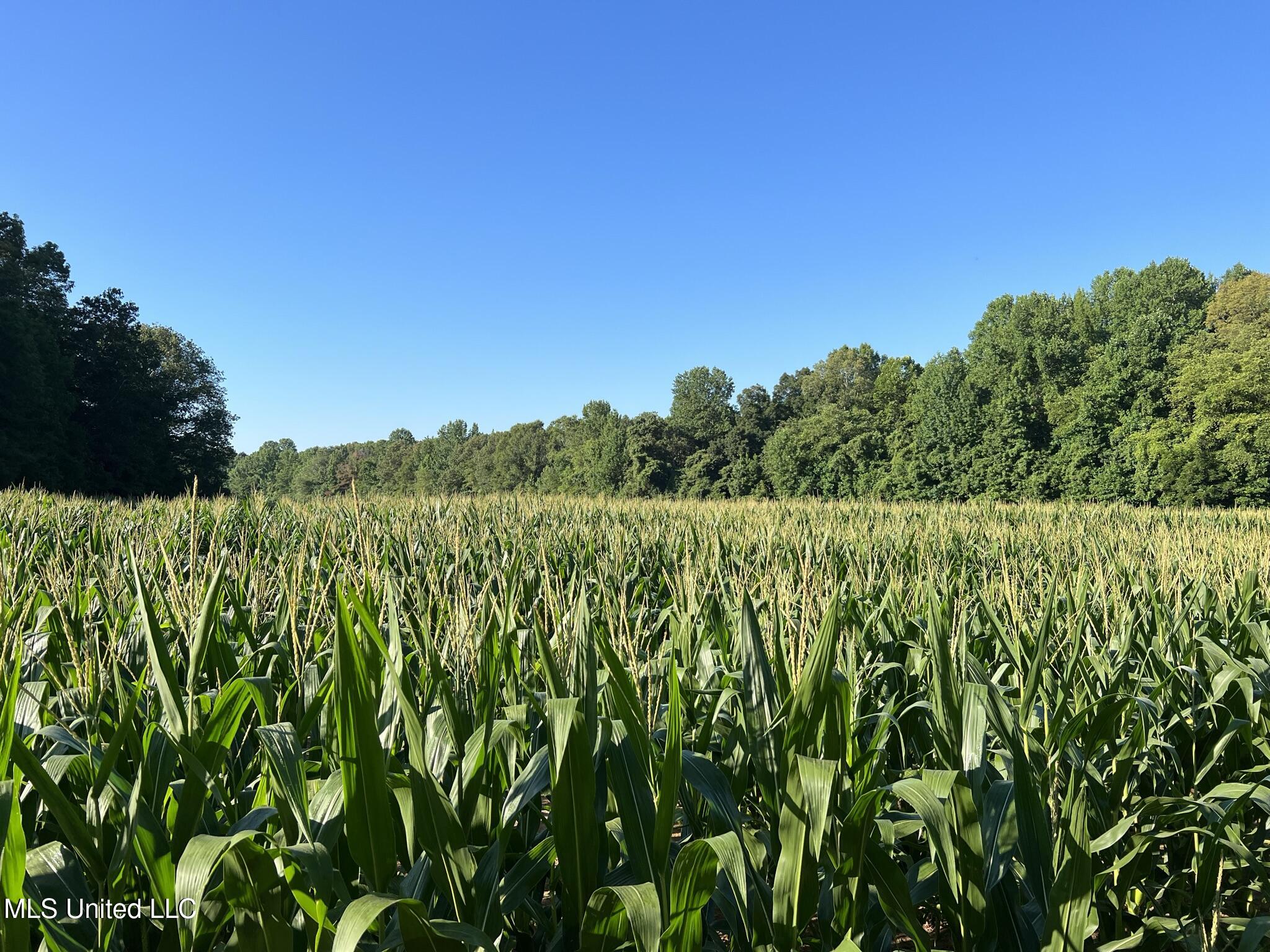 1975 Highway 178 Myrtle, MS 38650 - Photo 38 of 199 IMG_36
