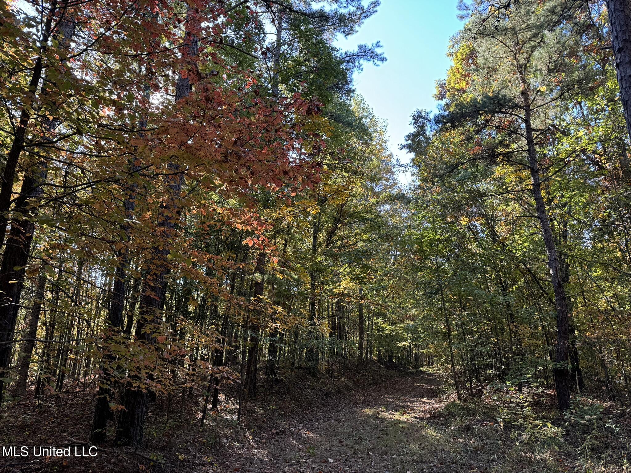 1975 Highway 178 Myrtle, MS 38650 - Photo 72 of 199 IMG_72