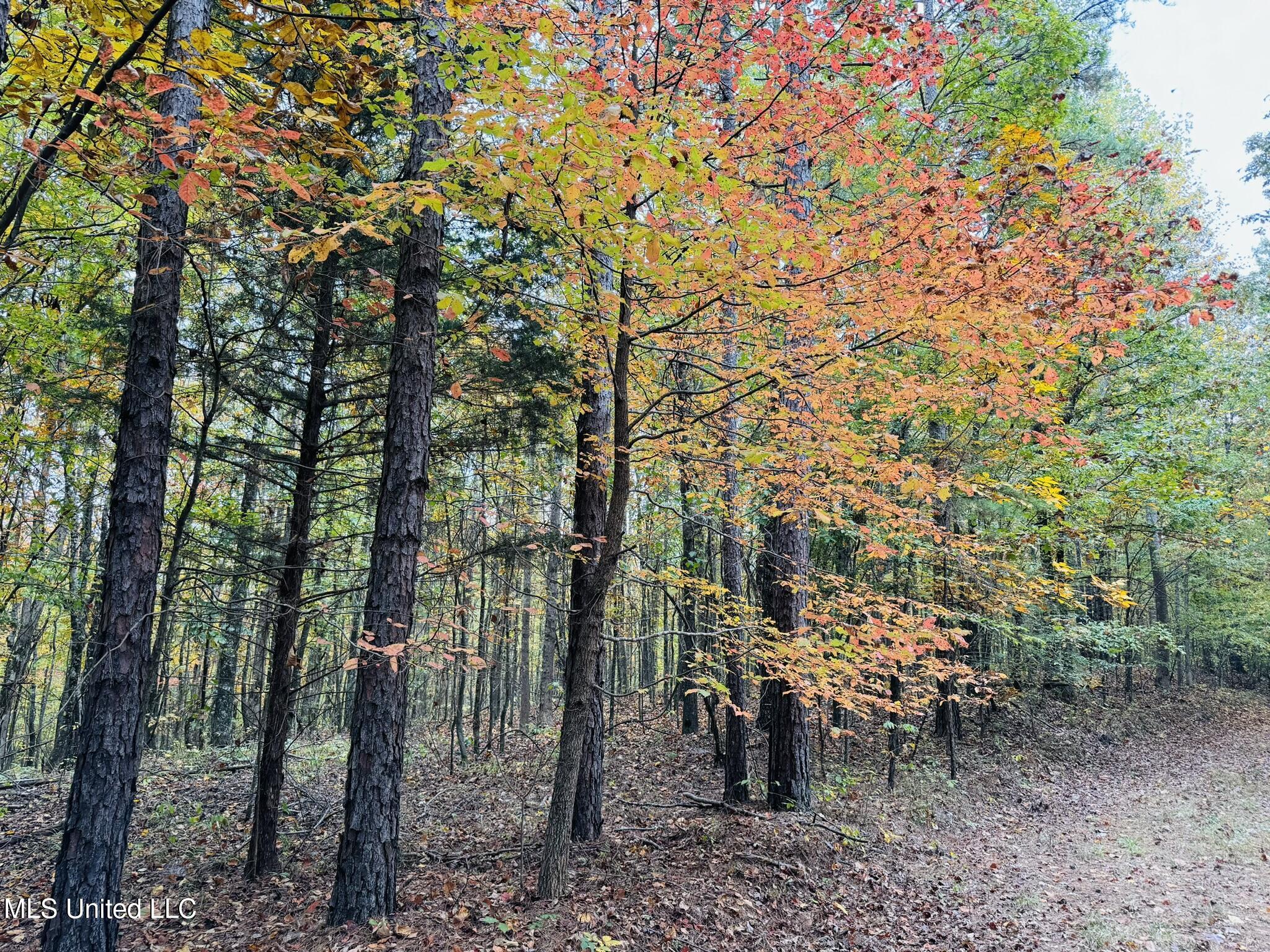 1975 Highway 178 Myrtle, MS 38650 - Photo 78 of 199 IMG_78