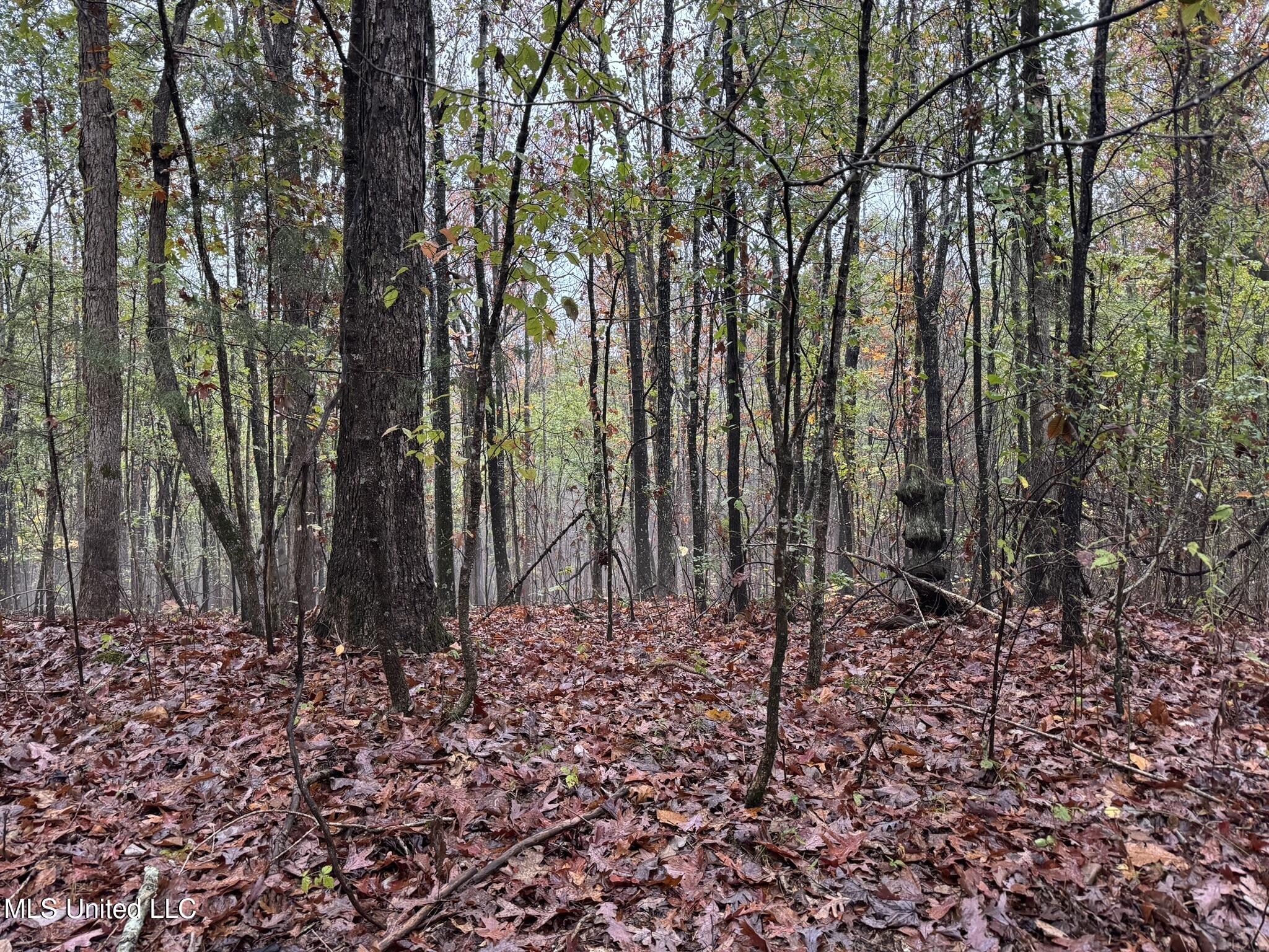 1975 Highway 178 Myrtle, MS 38650 - Photo 81 of 199 IMG_81