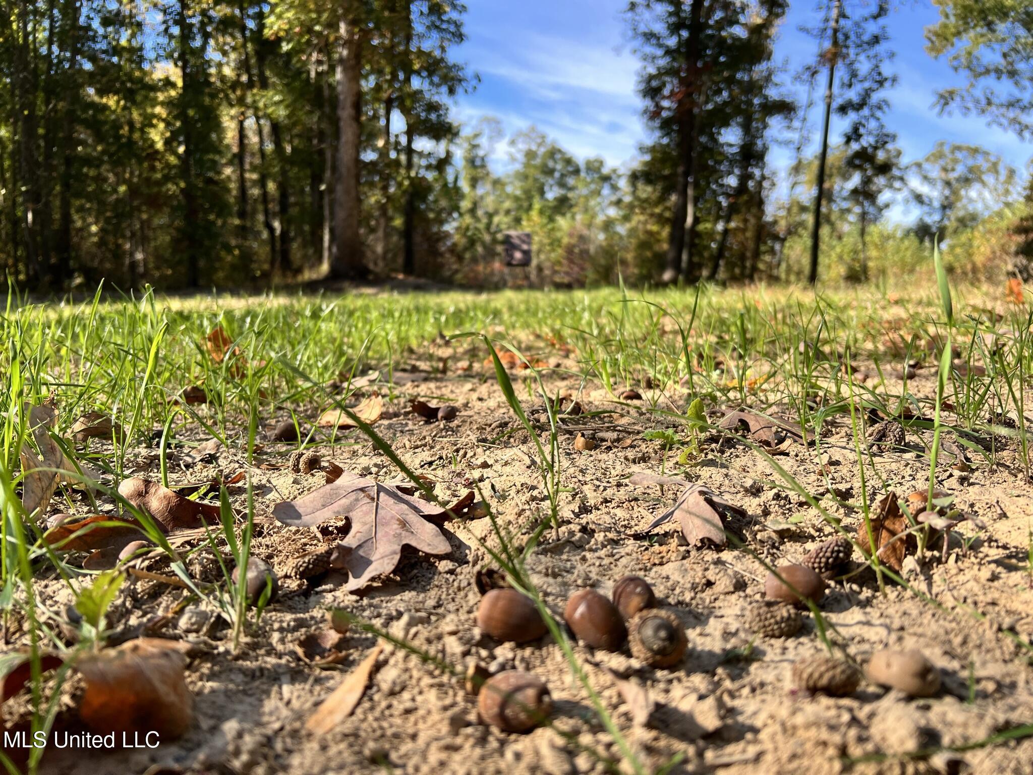 1975 Highway 178 Myrtle, MS 38650 - Photo 85 of 199 IMG_85