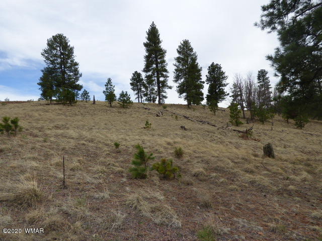 Lot 14 The Ranch Alpine, AZ 85920 - Photo 5 of 30 Lot 14 The Ranch at Alpine (6)
