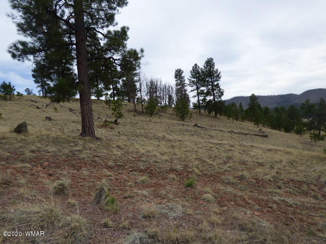 Lot 14 The Ranch Alpine, AZ 85920 - Photo 6 of 30 Lot 14 The Ranch at Alpine (7)