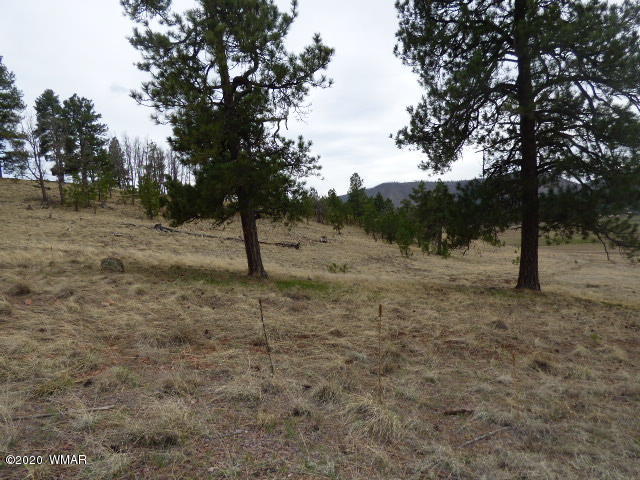 Lot 14 The Ranch Alpine, AZ 85920 - Photo 7 of 30 Lot 14 The Ranch at Alpine (8)