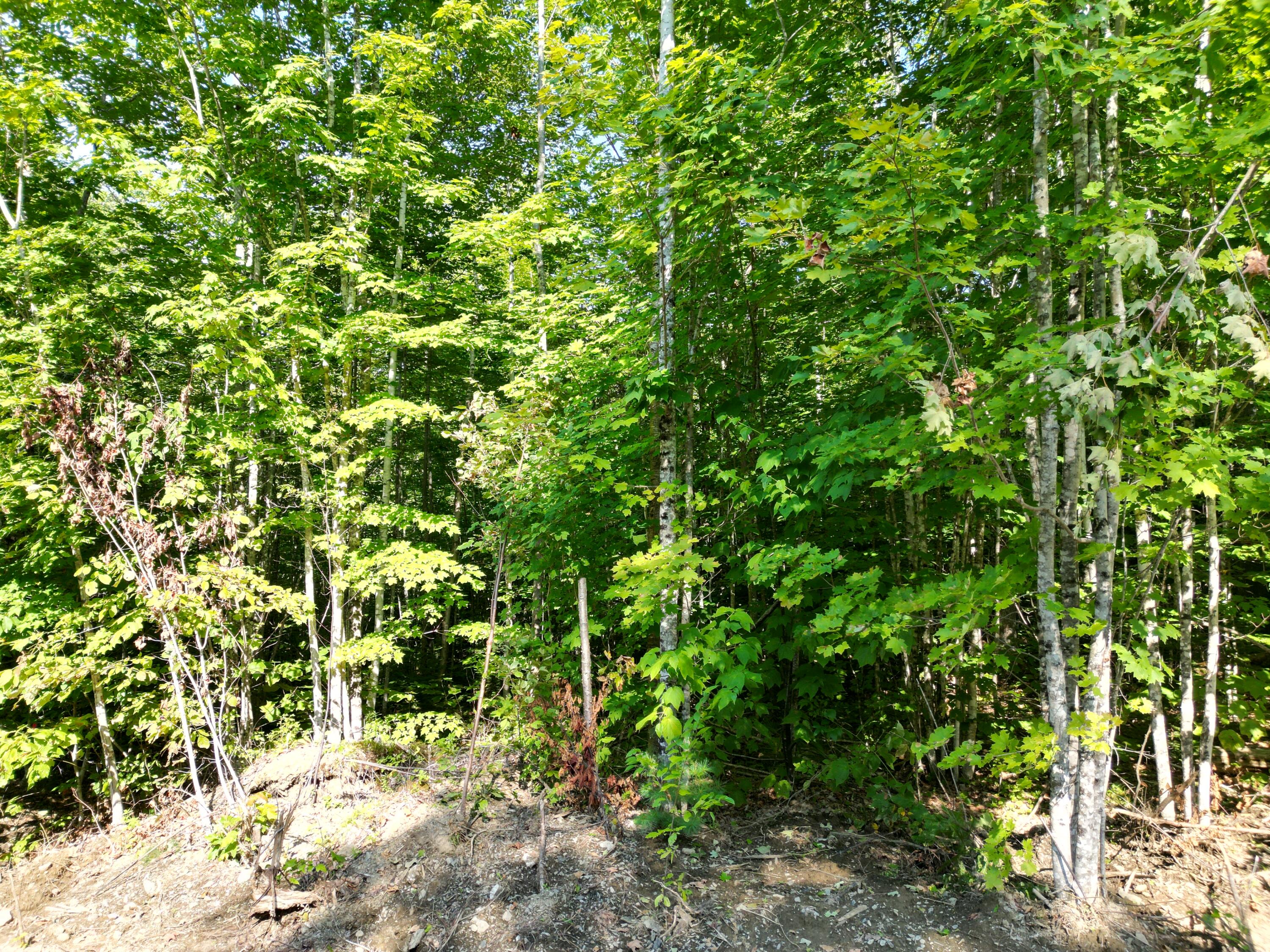 Lot 11 West Road Springfield, ME 04487 - Photo 8 of 12 DJI_0098