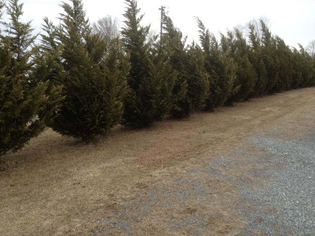 645 Cook Road Portland, TN 37148 - Photo 2 of 20 Just look at the lovely tree border on both sides of this home.