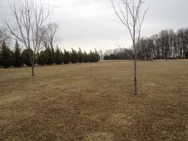 645 Cook Road Portland, TN 37148 - Photo 5 of 20 What a view to the road. Lovely with the evergreen trees lining the driveway.